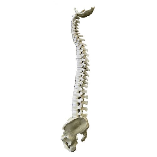 Anatomisches Modell / Becken - 5006 - Nacional Ossos - Wirbelsäule / flexibel