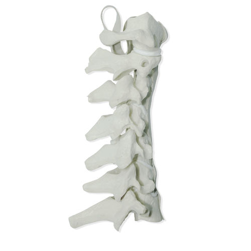 Halswirbelsäule anatomisches Modell - 5010 - Nacional Ossos - für Wirbelsäulenchirurgie / Ausbildung / Polyurethan
