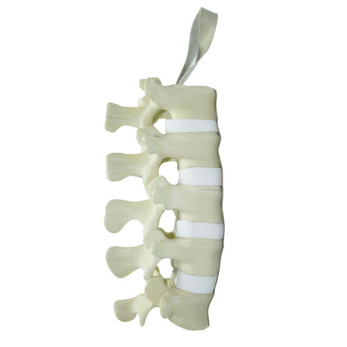 Lendenwirbelsäule anatomisches Modell - 5011 - Nacional Ossos - für Wirbelsäulenchirurgie / Ausbildung / Polyurethan