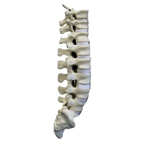 Lendenwirbelsäule anatomisches Modell - 5013 - Nacional Ossos - Kreuzbein / für Wirbelsäulenchirurgie / Ausbildung