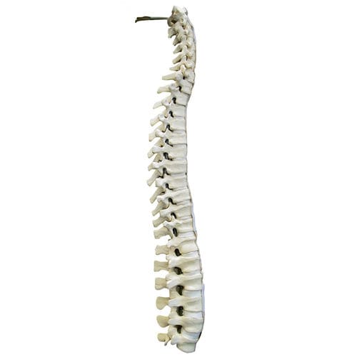 Anatomisches Modell / Wirbelsäule - 5015 - Nacional Ossos - für Wirbelsäulenchirurgie / Ausbildung / Polyurethan