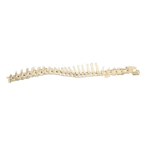 Anatomisches Modell / Wirbelsäule - AV418 - Nacional Ossos - chirurgisch / Ausbildung / Hund