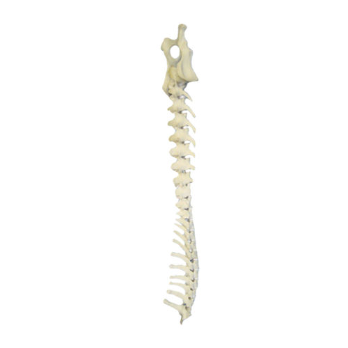 Anatomisches Modell / Becken - AV421 - Nacional Ossos - Brustwirbel / Lendenwirbelsäule / chirurgisch