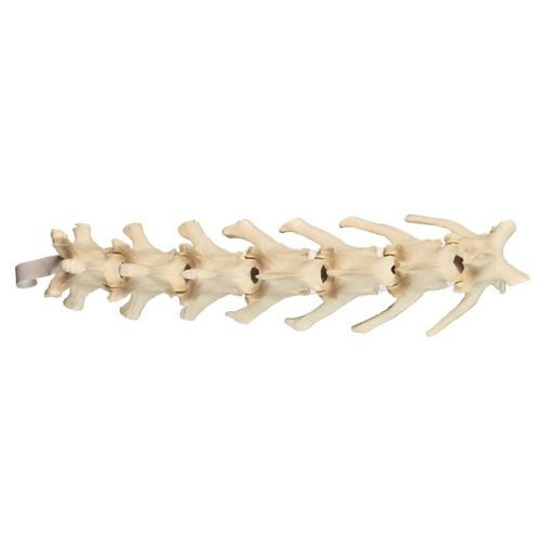 Lendenwirbelsäule anatomisches Modell - AV411 - Nacional Ossos - chirurgisch / Hund / Polyurethan