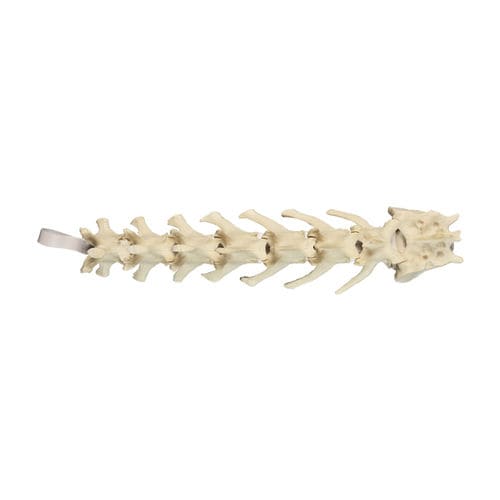Anatomisches Modell / Lumbal-Sakral - AV412 - Nacional Ossos - chirurgisch / Hund / Polyurethan