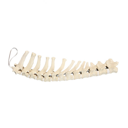 Anatomisches Modell / Brustwirbel - AV414 - Nacional Ossos - für orthopädische Chirurgie / Ausbildung / Hund