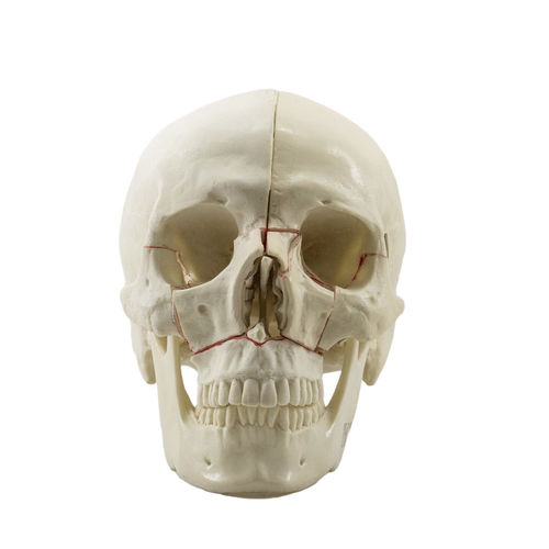 Anatomisches Schädelmodell - 10559 - Nacional Ossos - für orthopädische Chirurgie / für die Ausbildung / Polyurethan