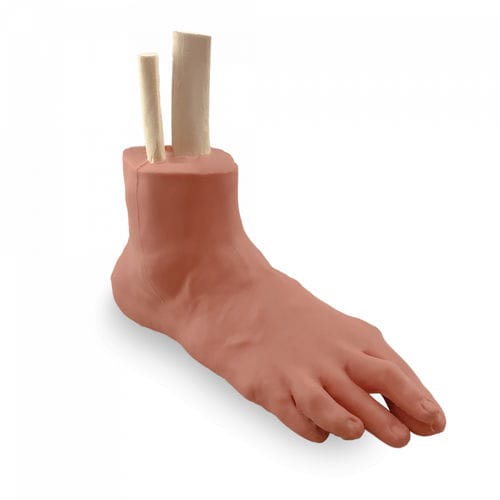 Anatomisches Modell / Fuß - 13470  - Nacional Ossos - für minimalinvasive Chirurgie / Ausbildung / Traumazustände