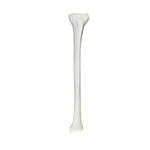 Anatomisches Modell / Knochen - 2031B - Nacional Ossos - Oberschenkelknochen / für orthopädische Chirurgie / Polyurethan