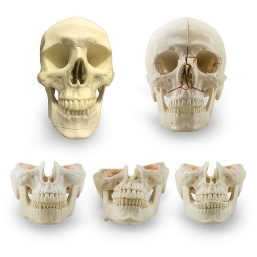 Anatomisches Schädelmodell - 12957 - Nacional Ossos - Oberkiefer / Gesicht / für Zahnchirurgie