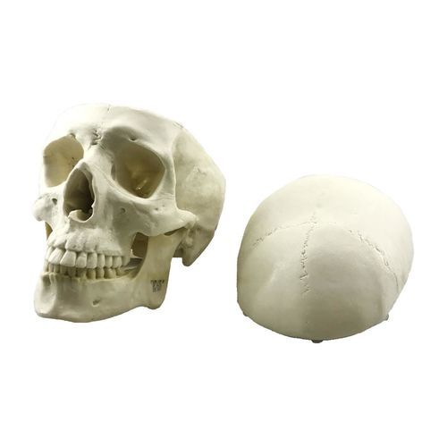 Anatomisches Schädelmodell - 9017 - Nacional Ossos - Schädel / Intrakranieller / chirurgisch