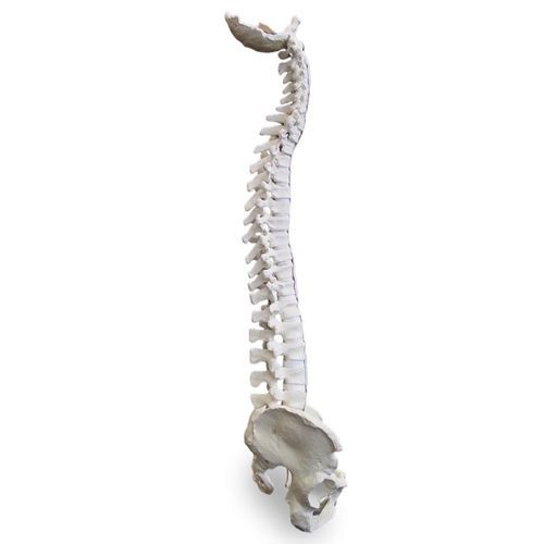 Anatomisches Modell / Becken - 5006 - Nacional Ossos - Wirbelsäule / flexibel