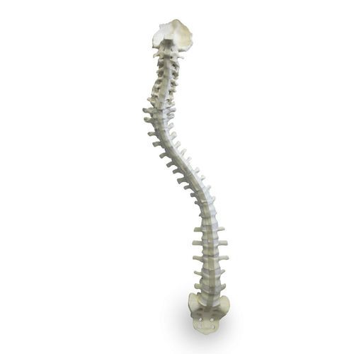 Anatomisches Modell / Wirbelsäule - 5005F - Nacional Ossos - für Wirbelsäulenchirurgie / für die Ausbildung / flexibel
