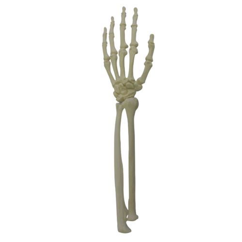 Anatomisches Modell / Knochen - 2012  - Nacional Ossos - Radius / Elle / Hand
