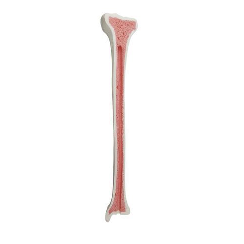 Anatomisches Modell / Knochen - 2031BESP - Nacional Ossos - Tibia / Chirurgie / Ausbildung