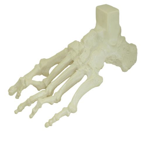 Anatomisches Modell / Knochen - 1006-01 - Nacional Ossos - Fuß / Chirurgie / Ausbildung
