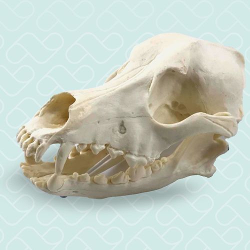 Intrakranieller anatomisches Modell - 11866 - Nacional Ossos - Schädel / Schädel / für orthopädische Chirurgie