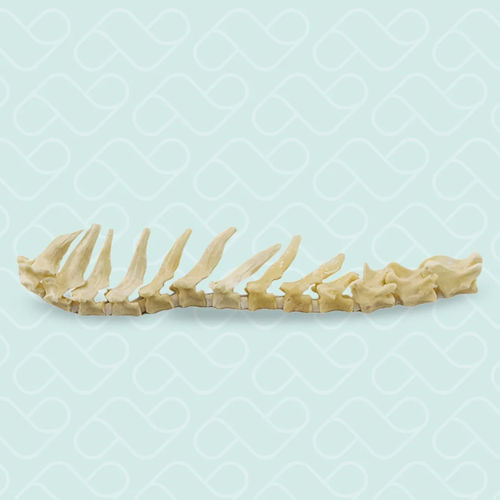Anatomisches Modell / Thorax - 12801 - Nacional Ossos - Brustwirbel / Wirblesäule / Wirbelsäule