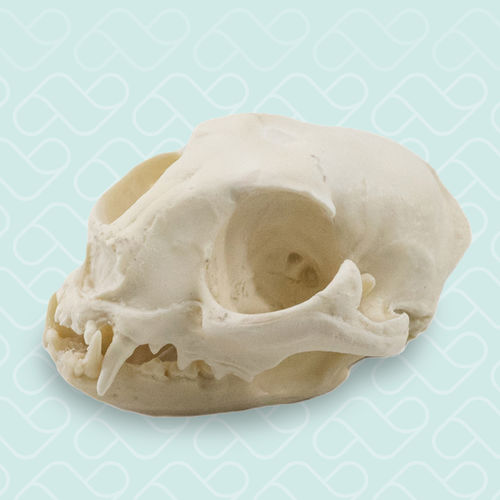 Anatomisches Schädelmodell - 12798 - Nacional Ossos - Katzen