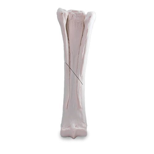 Anatomisches Modell / Metacarpal - 15714 - Nacional Ossos - Knochen / Ausbildung / für Vorführzwecke