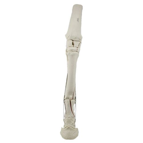 Anatomisches Modell / Knochen - 15260 - Nacional Ossos - spongiöser Knochen / obere Extremitäten / für Veterinärbehandlung