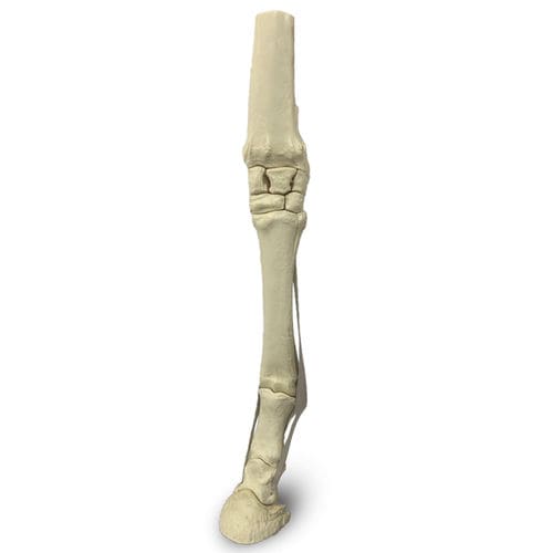 Anatomisches Modell / untere Extremitäten - 15754 - Nacional Ossos - für Veterinärmedizin / Ausbildung / für Pferde