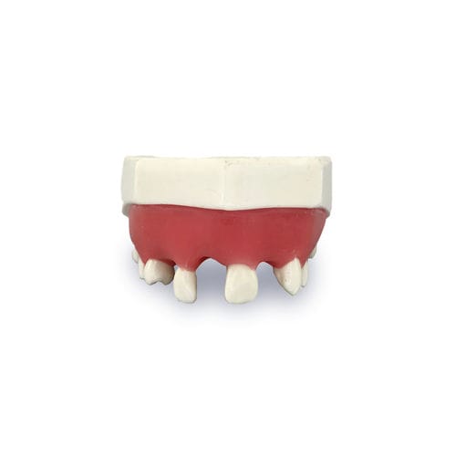 Anatomisches Modell / Zahn - 4802G - Nacional Ossos - Zahnfleisch / Oberkiefer / für Implantologie