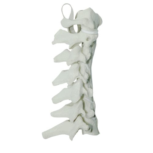 Halswirbelsäule anatomisches Modell - 5010 - Nacional Ossos - für Wirbelsäulenchirurgie / Ausbildung / Polyurethan