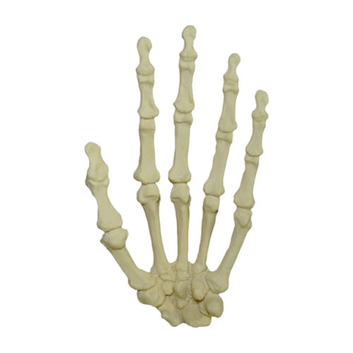 Anatomisches Modell / Knochen - 1001  - Nacional Ossos - Hand / Chirurgie / Ausbildung