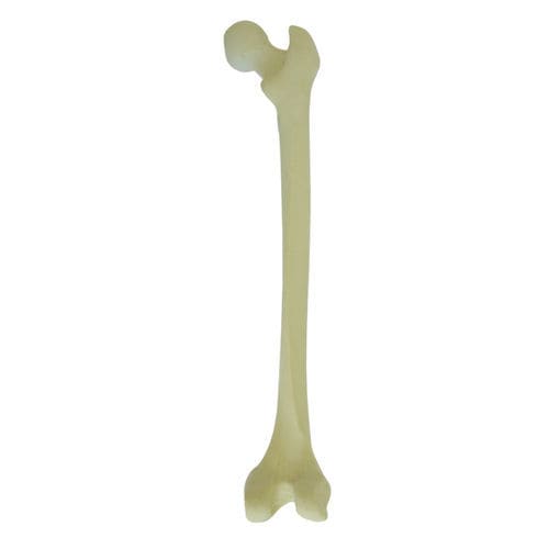 Anatomisches Modell / Knochen - 2030 - Nacional Ossos - Oberschenkelknochen / für orthopädische Chirurgie / Ausbildung