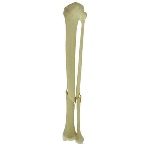 Anatomisches Modell / Knochen - 9701 - Nacional Ossos - Tibia / Fibula / für orthopädische Chirurgie