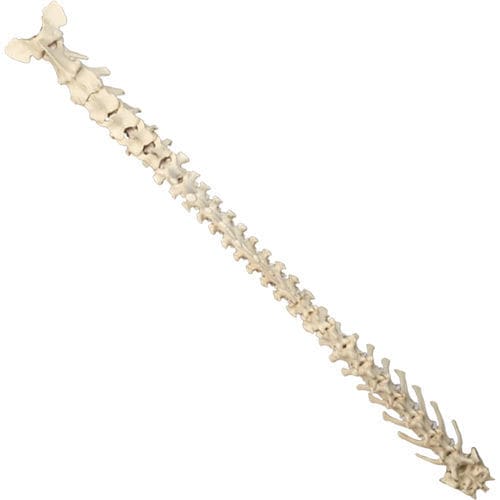 Anatomisches Modell / Wirbelsäule - AV419 - Nacional Ossos - chirurgisch / Ausbildung / Hund