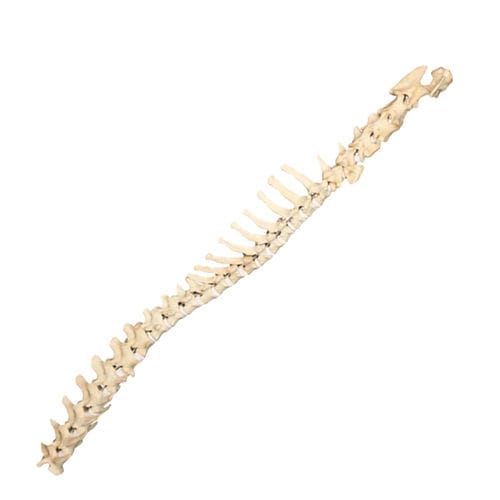 Anatomisches Modell / Wirbelsäule - AV418 - Nacional Ossos - chirurgisch / Ausbildung / Hund