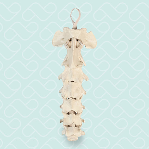 Halswirbelsäule anatomisches Modell - AV410 - Nacional Ossos - für orthopädische Chirurgie / für Veterinärbehandlung / für die Ausbildung