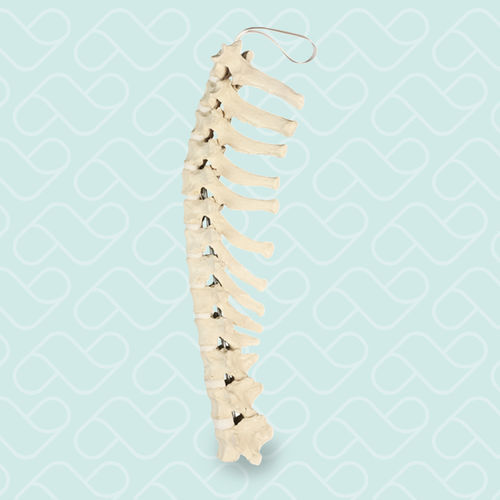 Anatomisches Modell / Brustwirbel - AV414 - Nacional Ossos - für orthopädische Chirurgie / Ausbildung / Hund