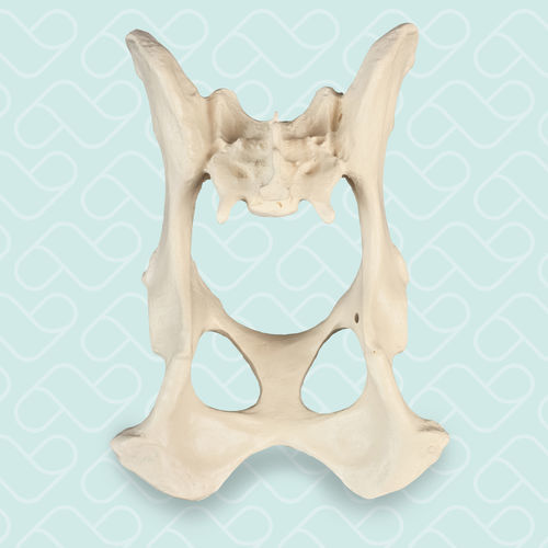 Anatomisches Modell / Becken - AV400 - Nacional Ossos - Ausbildung / Hund