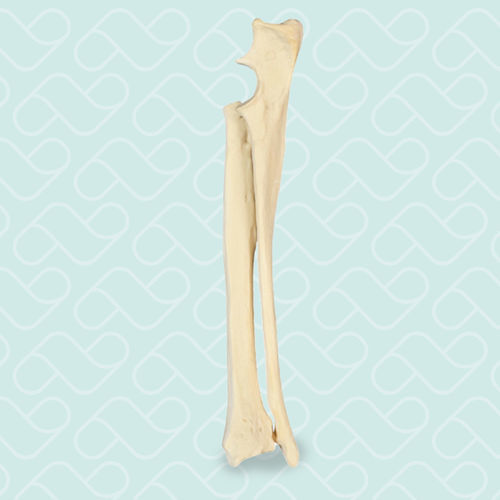 Anatomisches Modell / Radius - AV730 D - Nacional Ossos - Elle / für die Ausbildung / Hund
