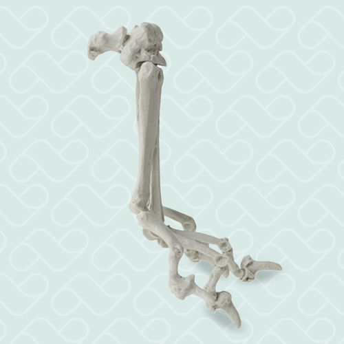 Anatomisches Modell / Metacarpal - AV330 - Nacional Ossos - chirurgisch / Ausbildung / Hund