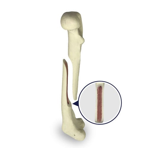 Anatomisches Modell / Oberschenkelknochen - AV250ESPF1 - Nacional Ossos - chirurgisch / Ausbildung / Hund