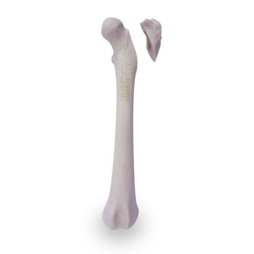 Anatomisches Modell / Oberschenkelknochen - AV250ESPF2 - Nacional Ossos - chirurgisch / Ausbildung / Hund