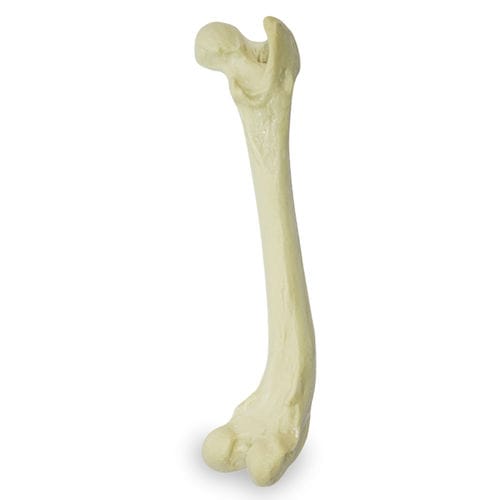 Anatomisches Modell / Oberschenkelknochen - AV204 D - Nacional Ossos - Chirurgie / Ausbildung / Hund