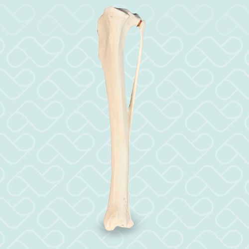 Anatomisches Modell / Knochen - AV210ESP - Nacional Ossos - Tibia / für die Ausbildung / Hund
