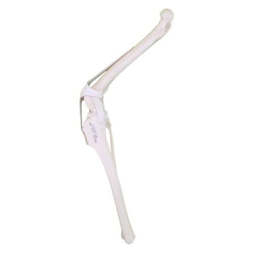 Anatomisches Modell / Knie - AV252 D - Nacional Ossos - chirurgisch / für die Ausbildung / Hund