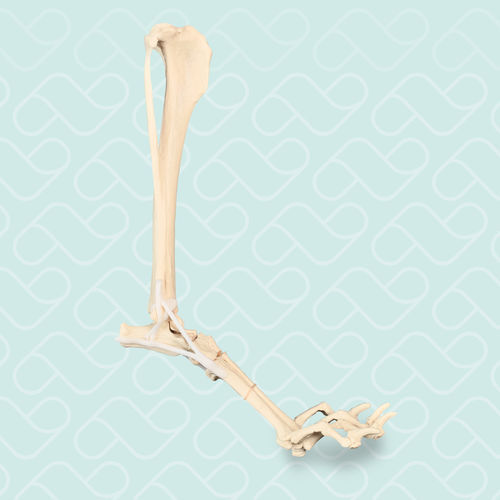 Anatomisches Modell / Knochen - AV215ESP - Nacional Ossos - Tibia / Tarsalknochen / Metatarsophalangealgelenk