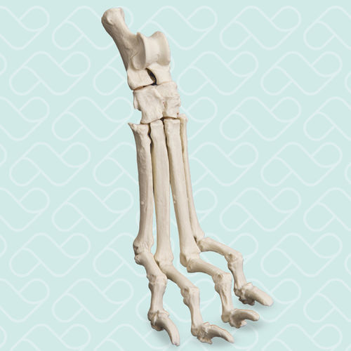 Anatomisches Modell / Tarsalknochen - AV270 - Nacional Ossos - chirurgisch / Ausbildung / Hund