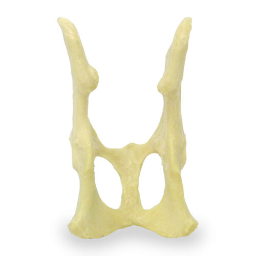 Anatomisches Modell / Becken - AV160 - Nacional Ossos - Chirurgie / Ausbildung / Katzen