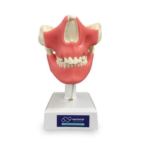 Mund-Typodont - 11491GT - Nacional Ossos - Zahn / Zahnfleisch / Dental