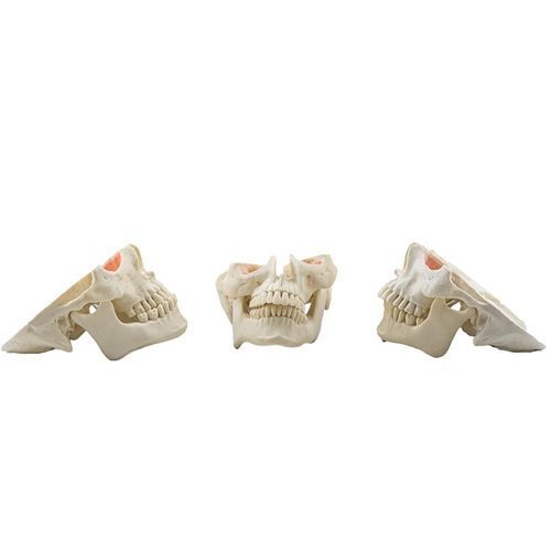 Chirurgie-Trainingspuppe - 12809 - Nacional Ossos - für Oralchirurgie / für Zahnchirurgie / Dental