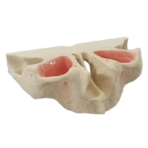 Oberkiefer-Typodont - 13464 - Nacional Ossos - für Implantologie / Dental / Erwachsene