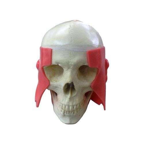 Anatomisches Modell / Unterkiefer - 10758 - Nacional Ossos - Oberkiefer / Schädel / Unterkiefer